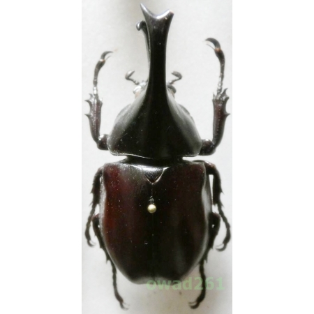 Xylotrupes gideon Linnaeus, 1767 +50mm Thailand